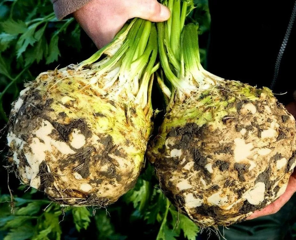 Celeriac 'Albin' - 800 seeds (Apium graveolens)