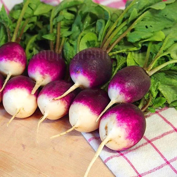 Radish 'Diana' - 300 seeds (Raphanus sativus)