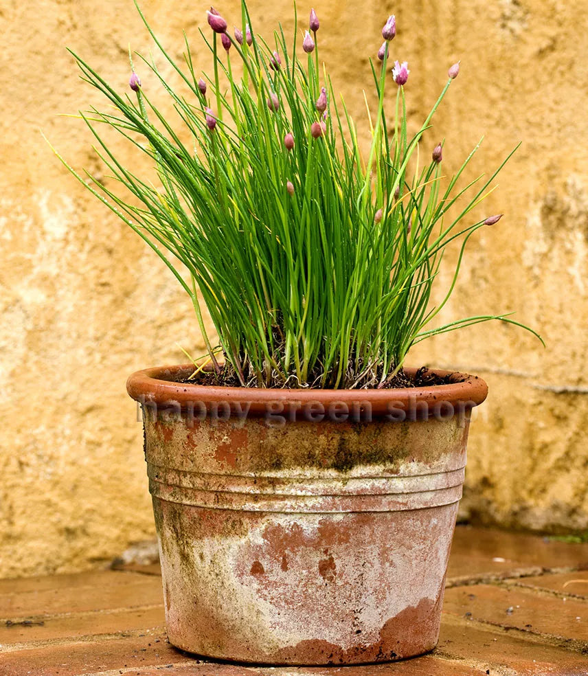 Chives 'Bohemia' - 1000 seeds (Allium schoenoprasum) - Hardy Perennial - Overwintering