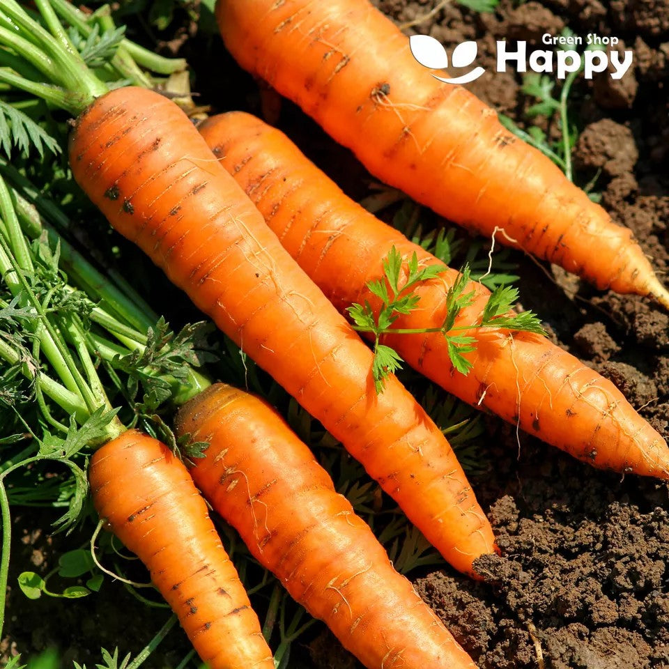 Carrot 'Amsterdam 2' - 1000 seeds (Daucus carota)