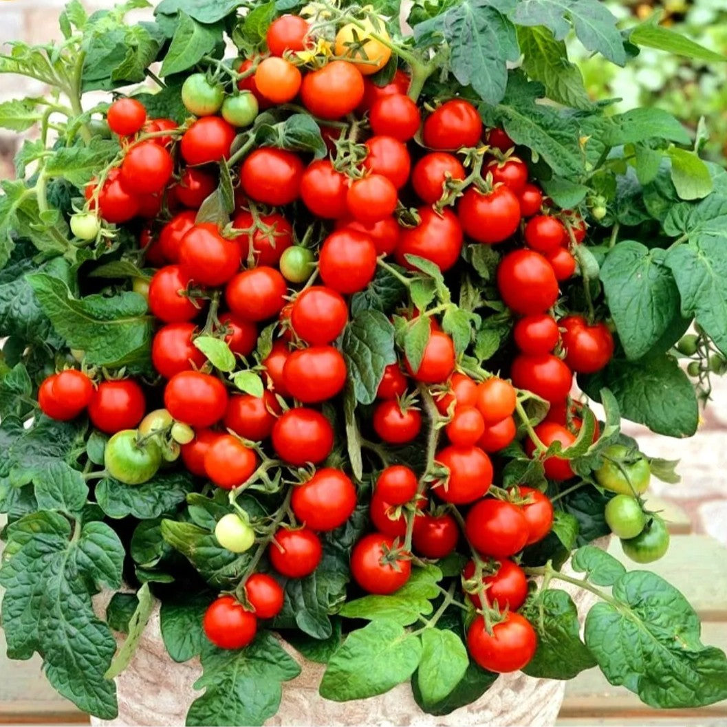 Tomato 'Maskotka' - 30 seeds (Solanum lycopersicum)