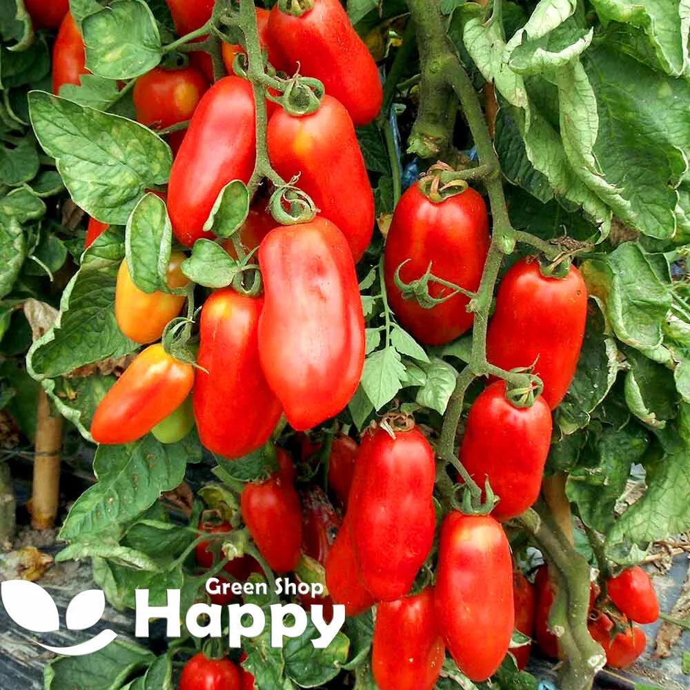 Roma Tomato 'San Marzano 2' - 70 seeds (Solanum lycopersicum)
