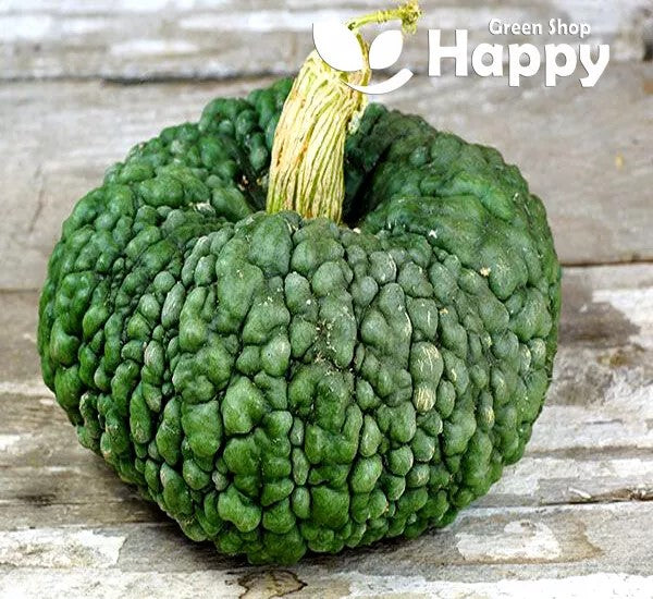 Squash 'Marina di Chioggia' - 10 seeds (Cucurbita maxima)