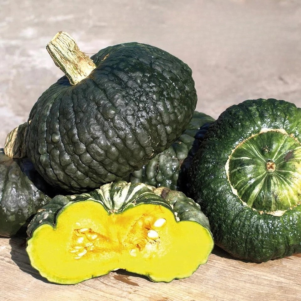 Squash 'Marina di Chioggia' - 10 seeds (Cucurbita maxima)