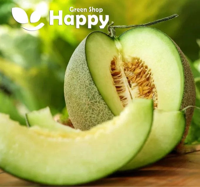 Melon 'Honeydew' - 30 seeds (Cucumis melo)