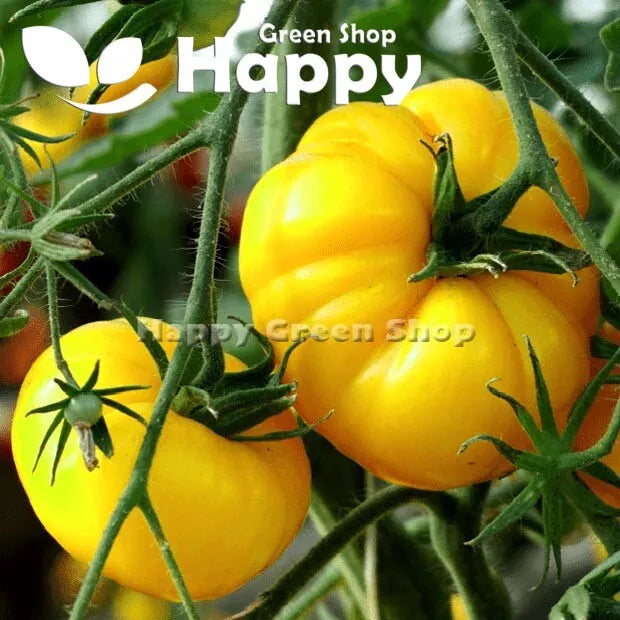 Beefsteak Tomato 'Yellowstone' - 100 seeds (Solanum lycopersicum)