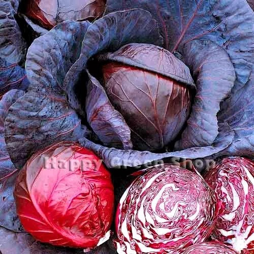 Summer Red cabbage 'Ruphus' - 800 seeds (Brassica oleracea)