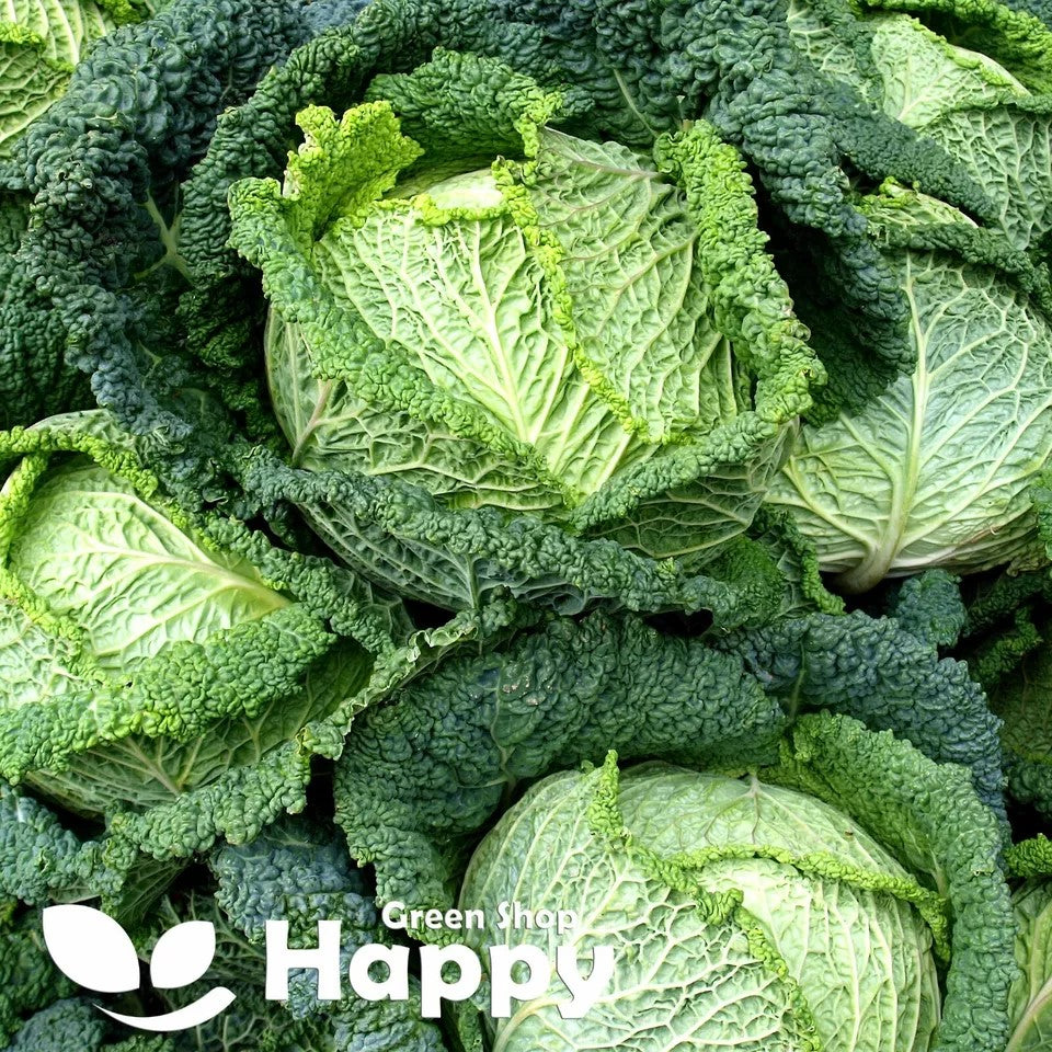 Winter Savoy Cabbage 'Vertus 2' - 450 seeds (Brassica oleracea)