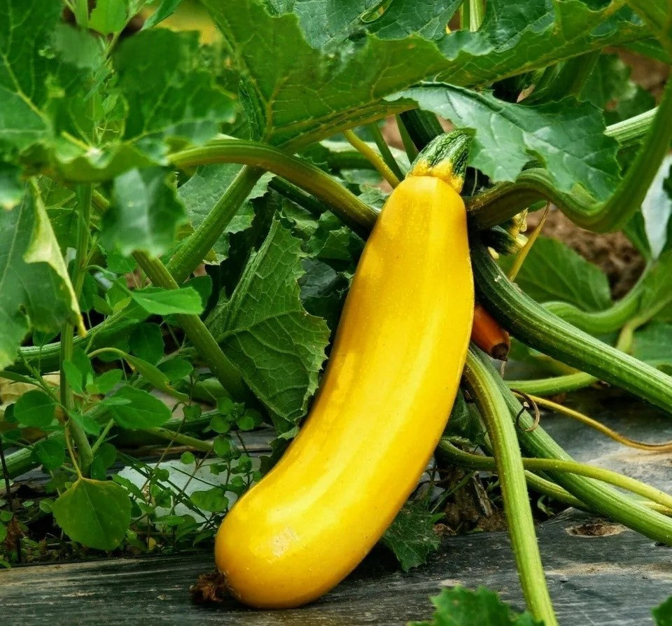Courgette 'Goldena' - 10 seeds (Cucurbita Pepo)