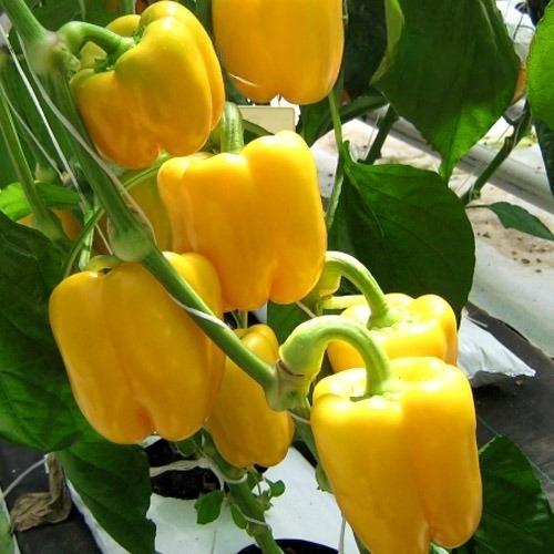 Sweet pepper 'California Wonder' yellow - 50 seeds (Capsicum annuum)