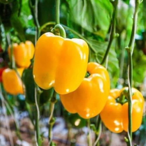 Sweet pepper 'California Wonder' yellow - 50 seeds (Capsicum annuum)