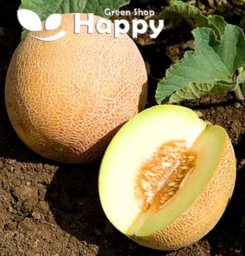 Sweet Melon 'Ananas' - 50 seeds (Cucumis melo)