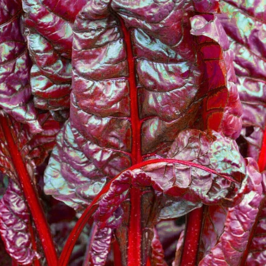Beet leaf ''Bull's Blood' - 200 seeds (Beta Vulgaris)