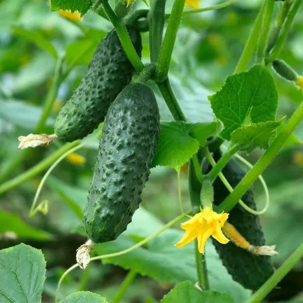 Cucumber "Piccolo Di Parigi" - 60 seeds (Cucumis sativus)