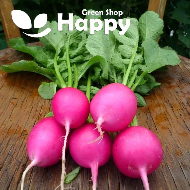 Radish 'Jutrzenka'  - 500 seeds (Raphanus sativus)