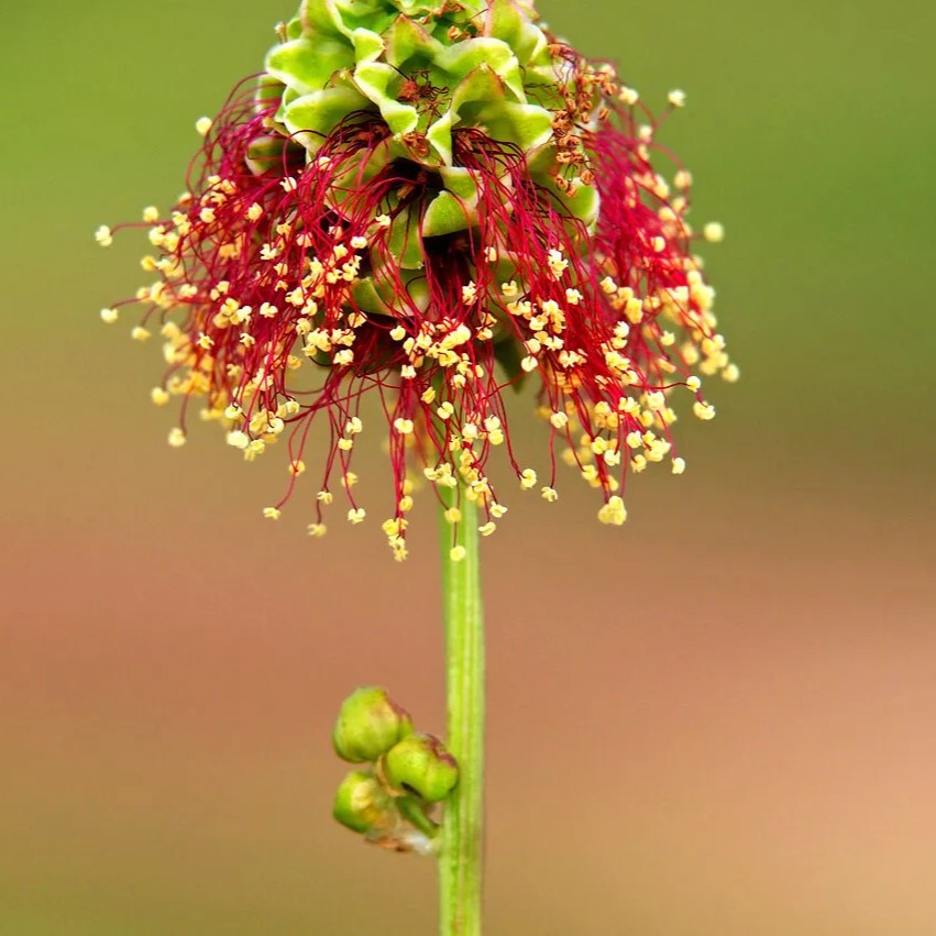 Salad Burnet  - 300 seeds  (Sanguisorba minor)