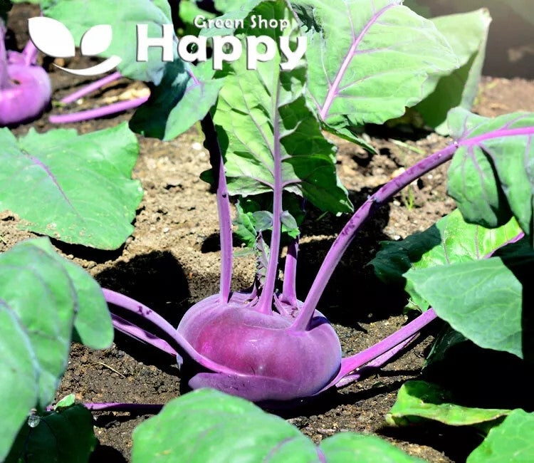 Kohlrabi Violeta - 300 seeds (Brassica oleracea)