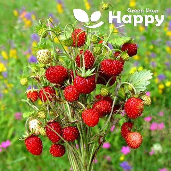Alpine Strawberry "Four Season" - 270 seeds - (Fragaria vesca) Heirloom