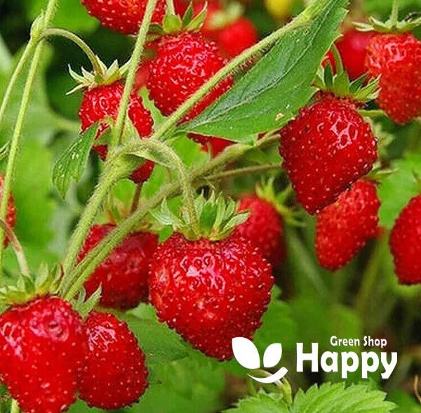 Alpine Strawberry "Four Season" - 270 seeds - (Fragaria vesca) Heirloom