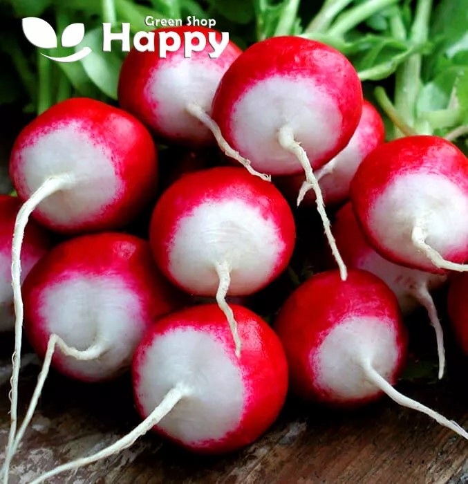 Radish 'Poloneza' - 700 seeds (Raphanus sativus)