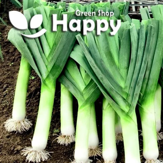 Winter Leek Elephant - 400 seeds (Allium porrum)