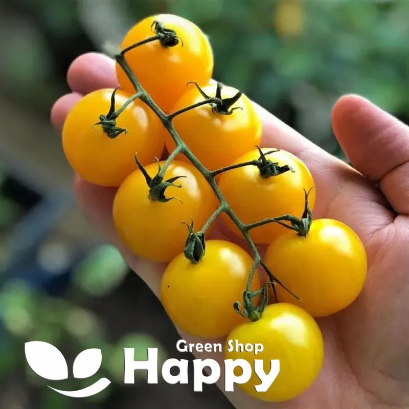 Tomato Goldkrone - 100 seeds (Solanum lycopersicon)