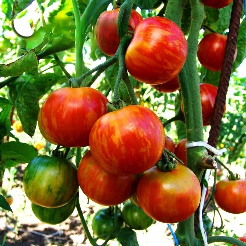 Tomato Duo Striped - 120 seeds (Solanum lycopersicon)