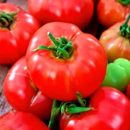 Tomato 'Pedro' F1 - 20 seeds (Lycopersicum esculentum)