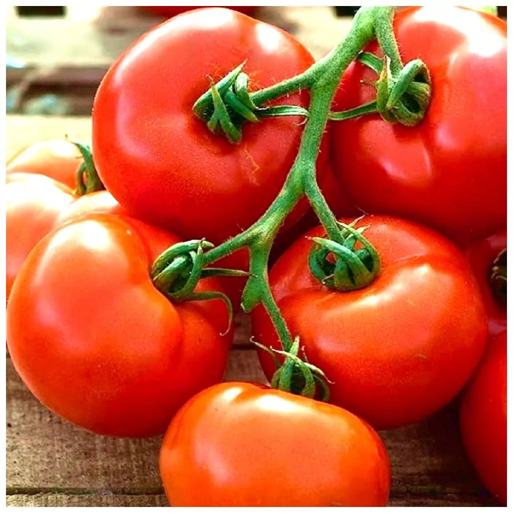 Tomato 'Pedro' F1 - 20 seeds (Lycopersicum esculentum)