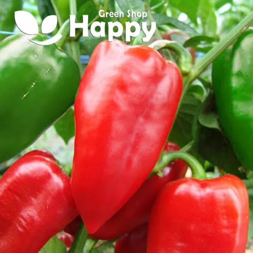 Sweet Pepper Sandra - 30 seeds (Capsicum annum)