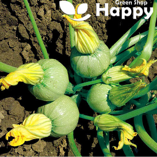 Courgette Tondo `Chiaro Di Nizza` - 20 seeds (Cucurbita Pepo)
