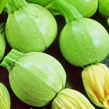 Courgette Tondo `Chiaro Di Nizza` - 20 seeds (Cucurbita Pepo)