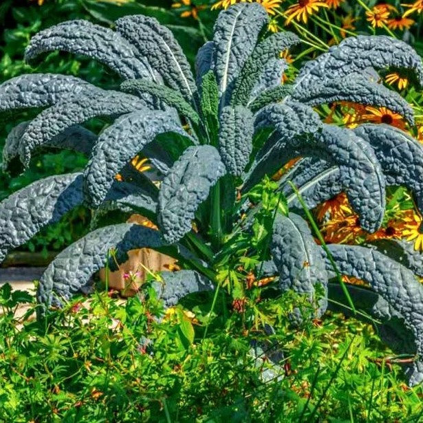 Kale Borecole - Black Tuscan - 300 seeds - Nero Di Toscana