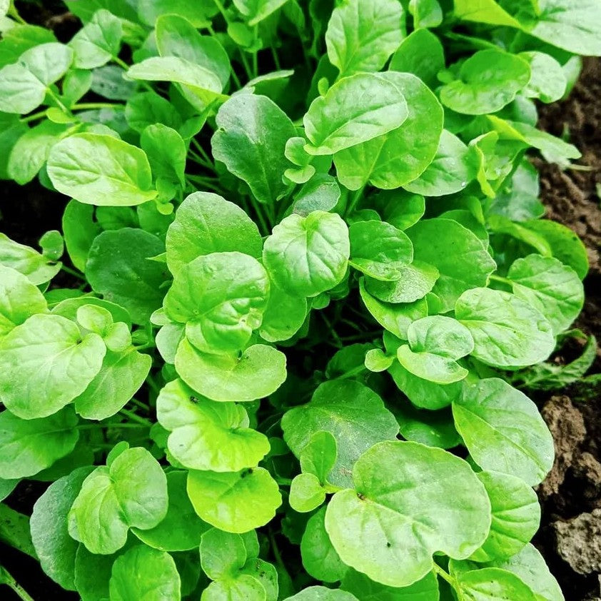Baby Leaf "American Land Cress" - 550 seeds (Barbarea Verna)