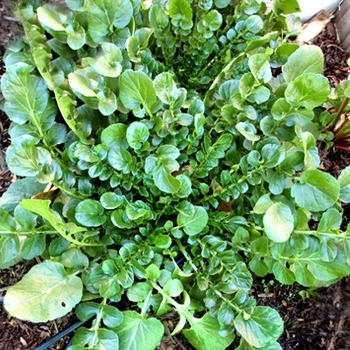 Baby Leaf "American Land Cress" - 550 seeds (Barbarea Verna)