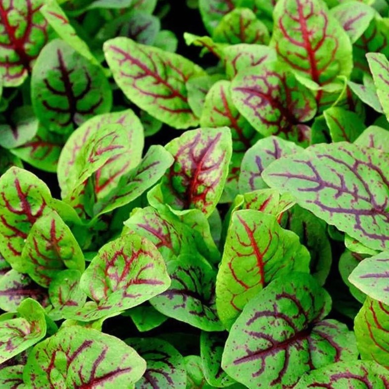 Sorrel Bloody Dock - 300 seeds (Rumex sanguineus)