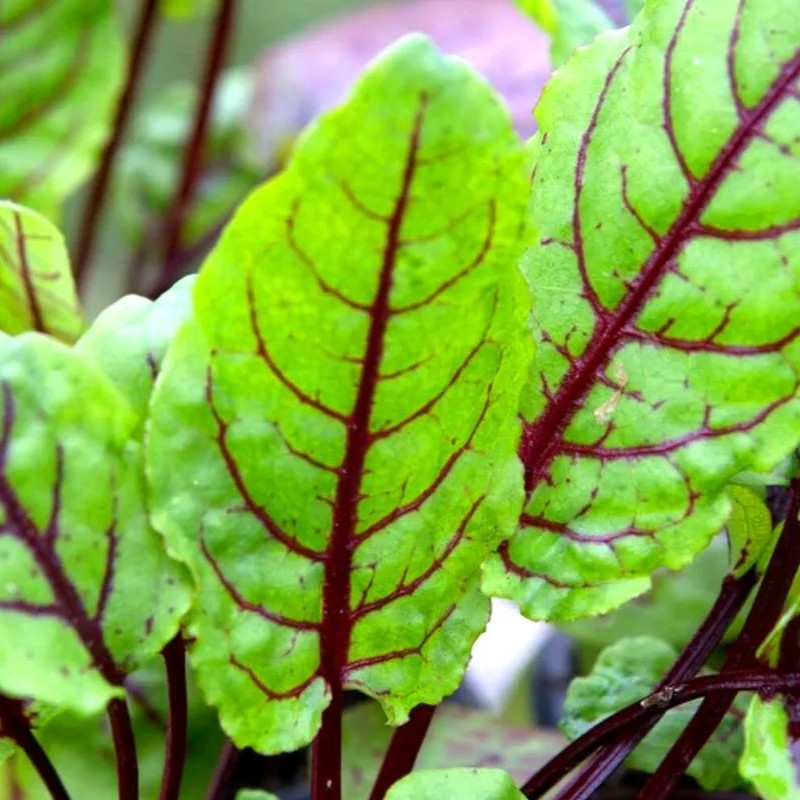 Sorrel Bloody Dock - 300 seeds (Rumex sanguineus)