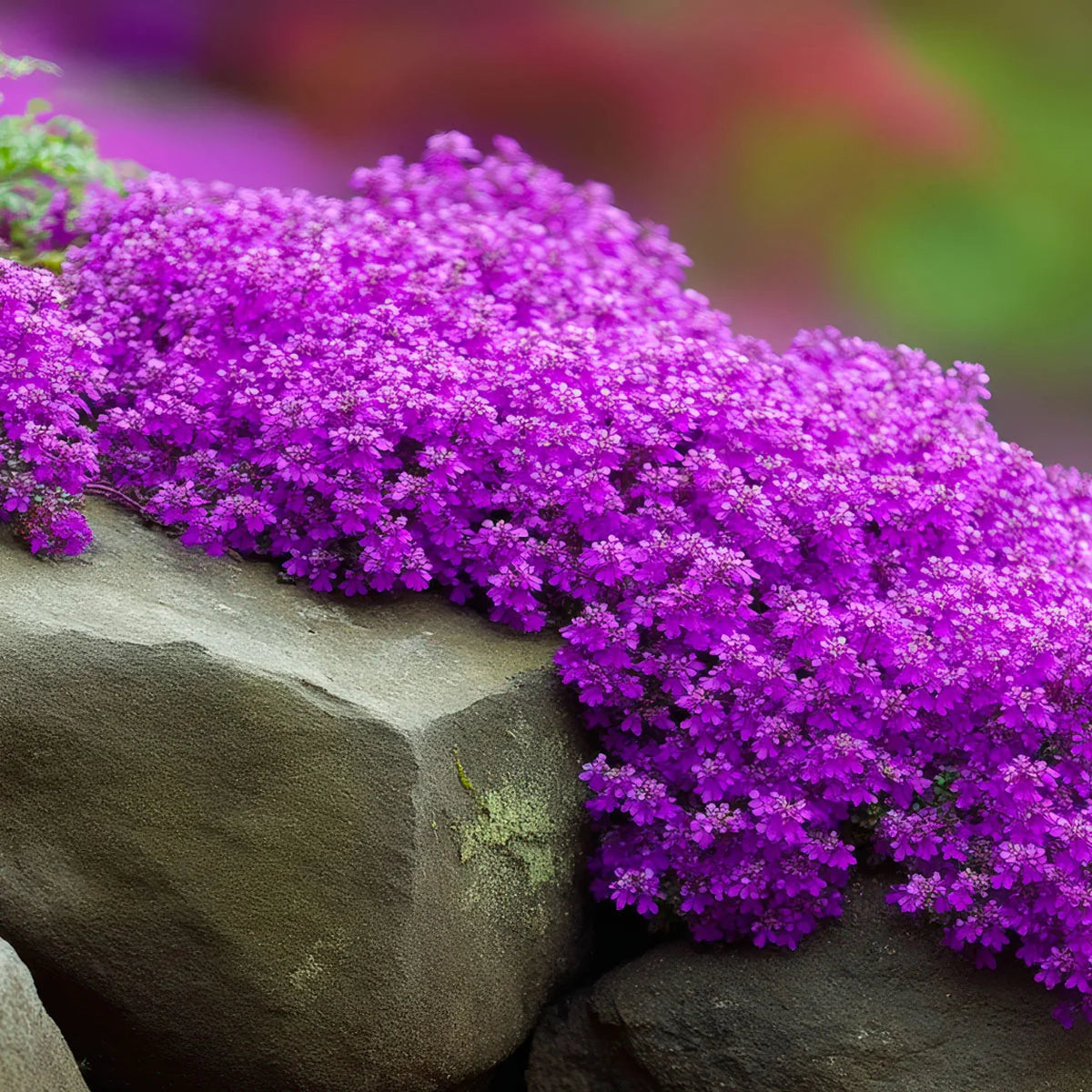 Ground Covering Plants