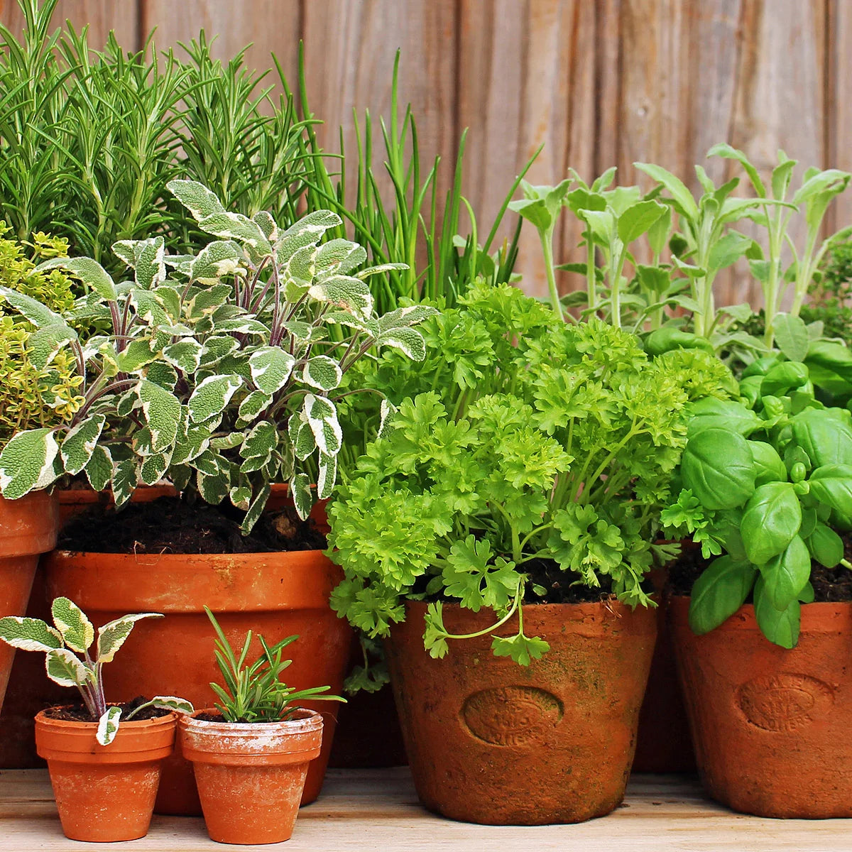 Herb Seeds