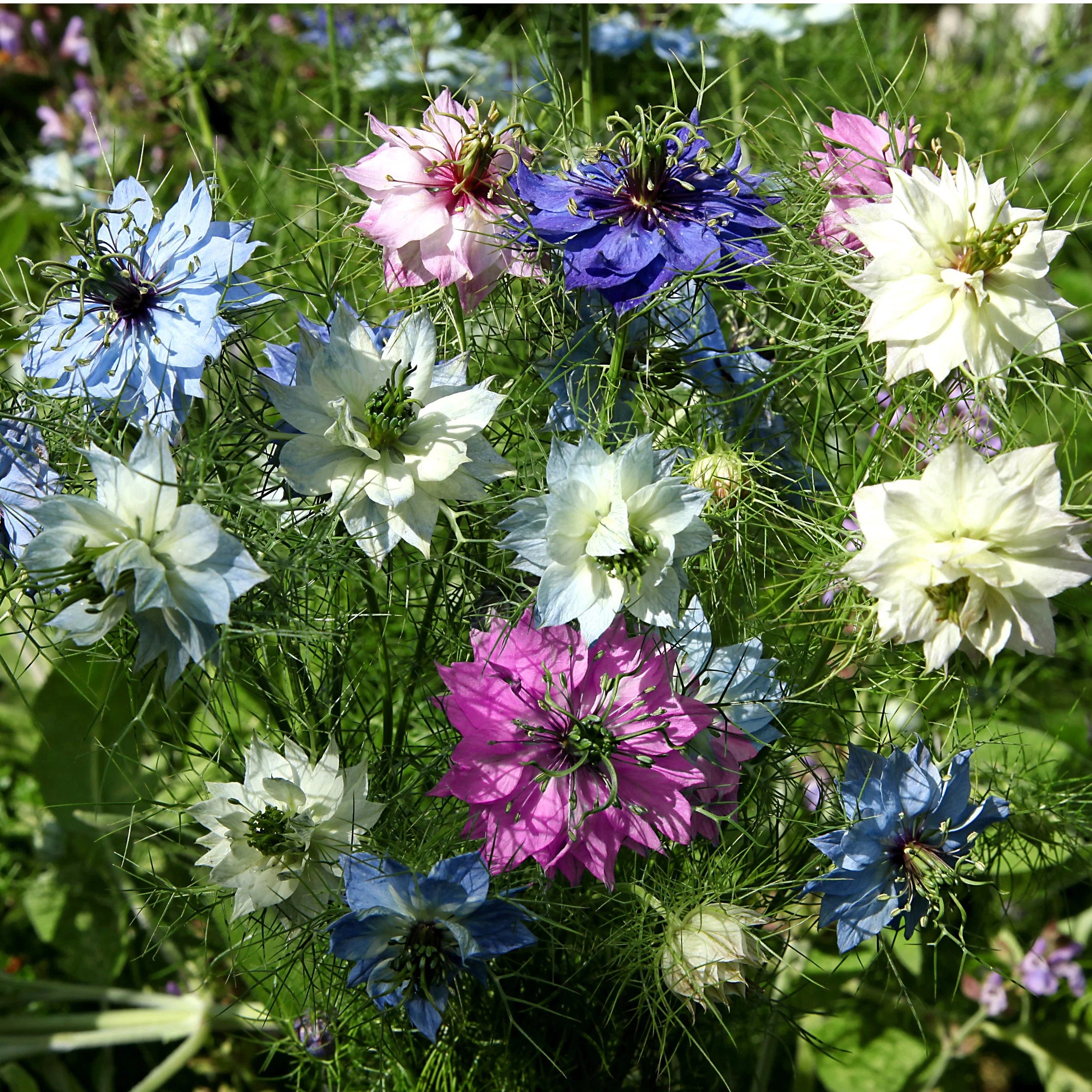 Sow in July