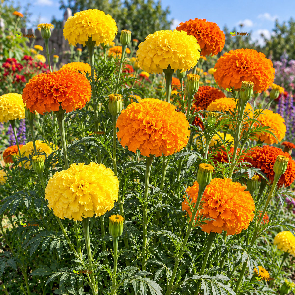 African marigold 'Crackerjack mixed'  - 650 seeds (Tagetes erecta)