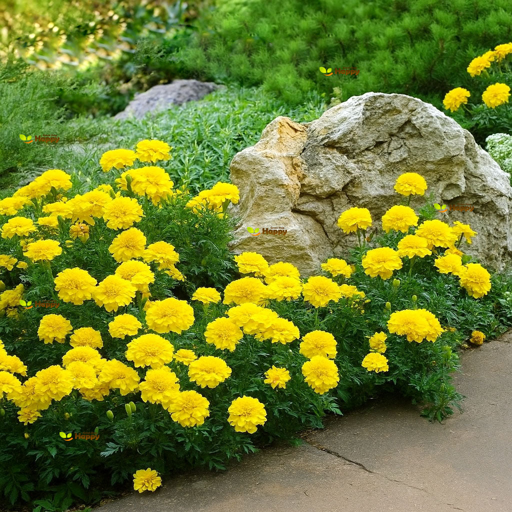 French Marigold double 'Honey Moon' - 350 seeds (Tagetes patula)