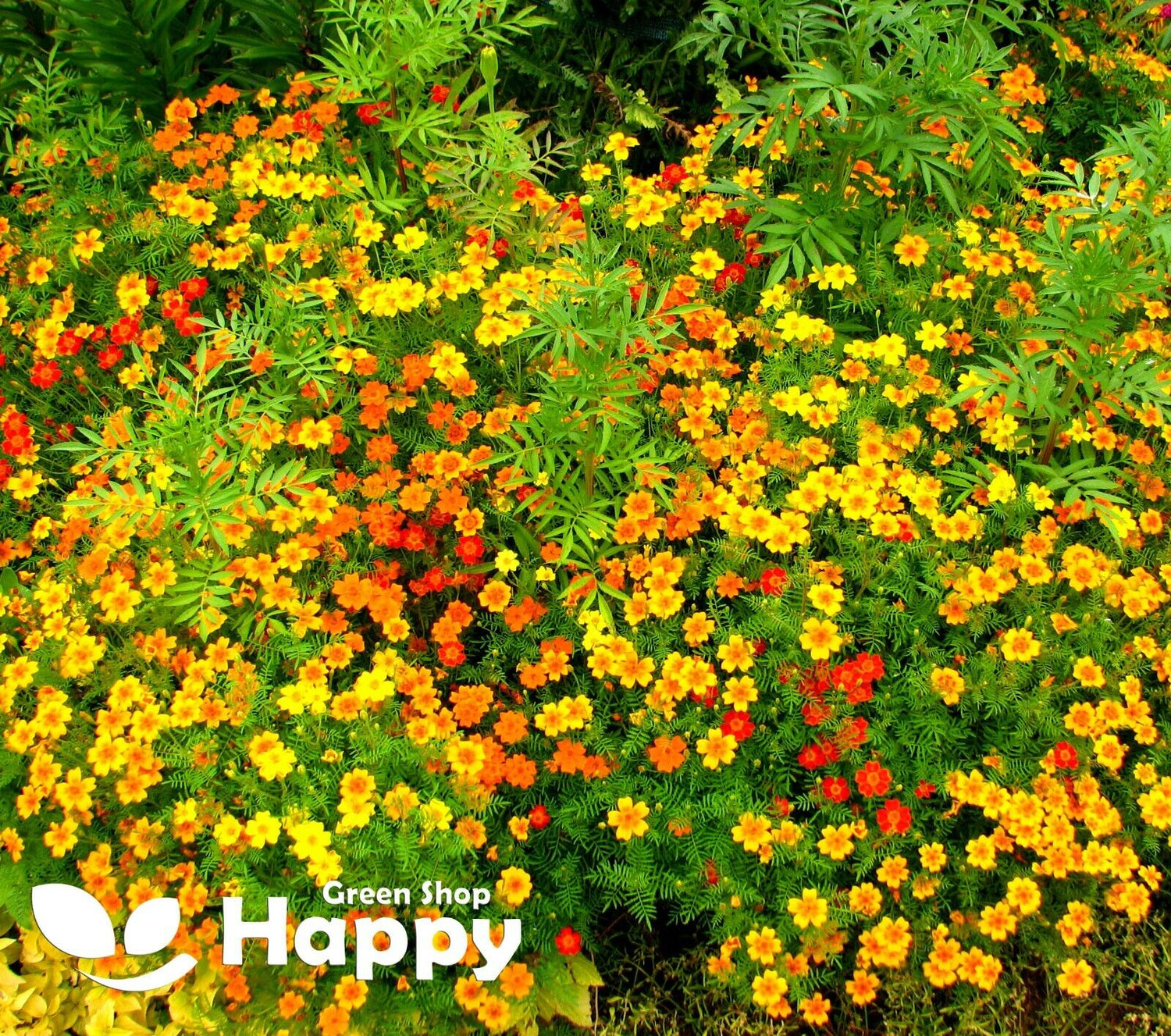 Signet marigold 'Starfire' mixed - 300 seeds (Tagetes tenuifolia)