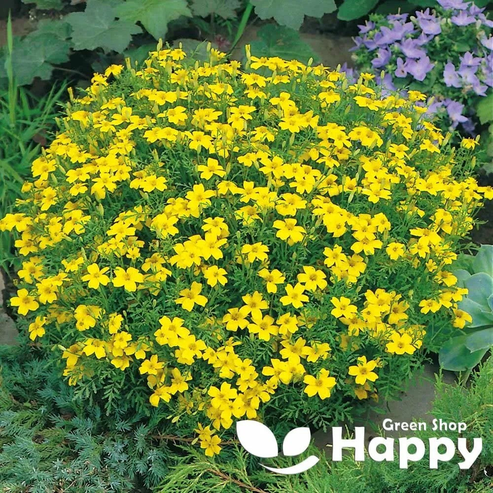Signet marigold 'Lemon Gem' - 450 seeds (Tagetes tenuifolia)