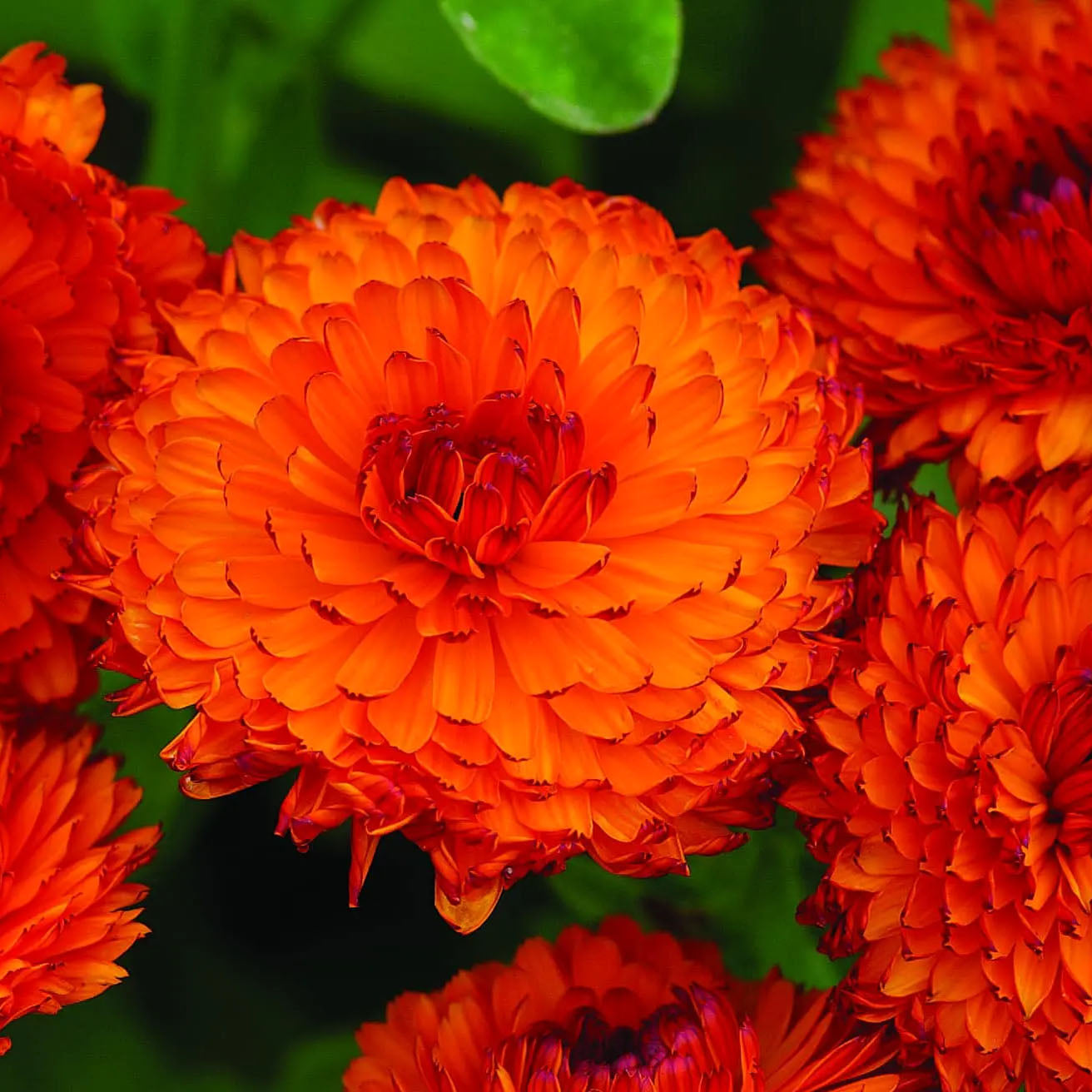 Signet Marigold 'Orange Gem' - 150 Seeds  (Tagetes tenuifolia)