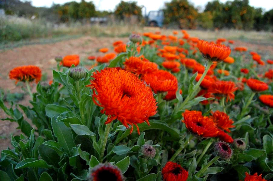 Signet Marigold 'Orange Gem' - 150 Seeds  (Tagetes tenuifolia)