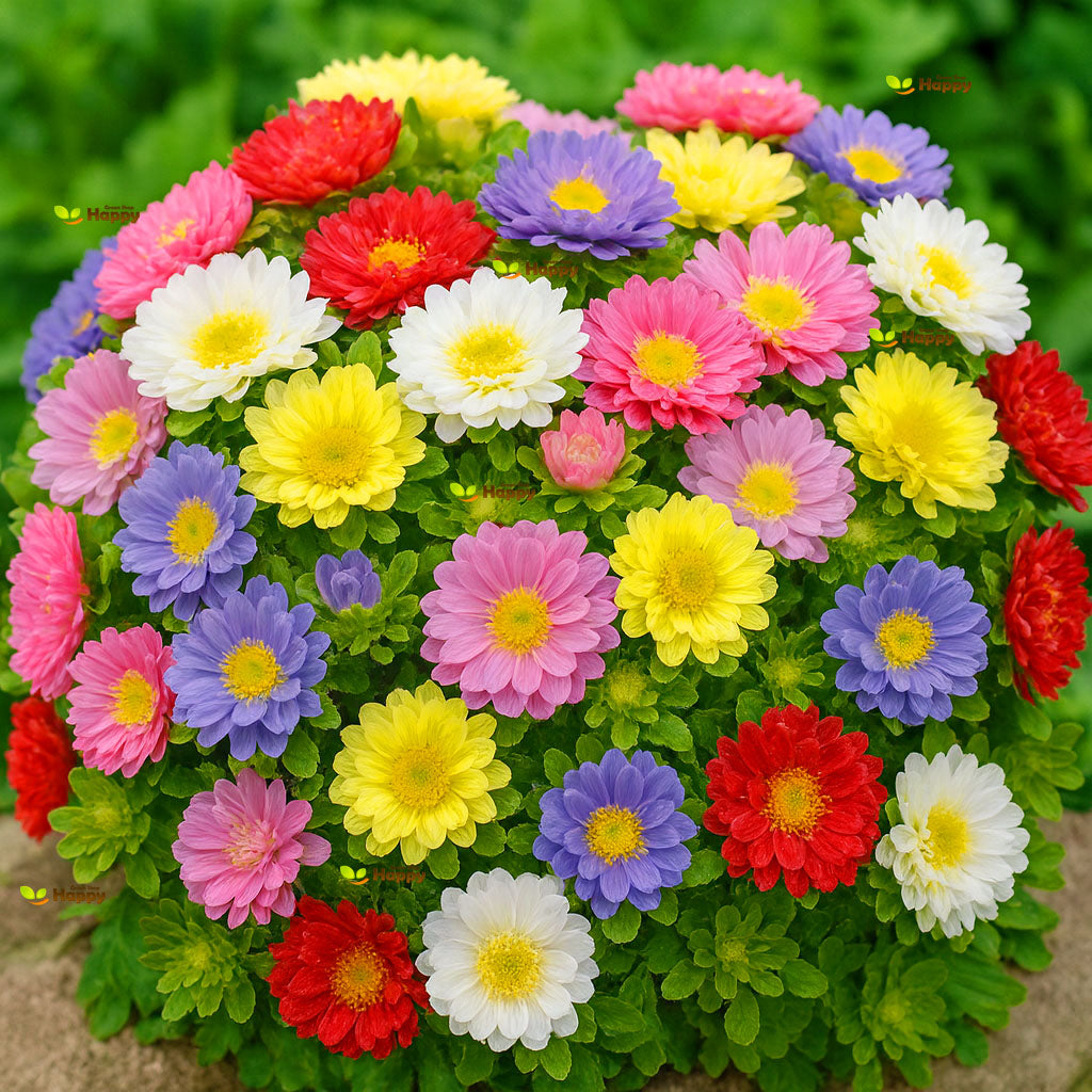 Aster dwarf 'Pinocchio' mixed - 300 seeds (Callistephus chinensis)