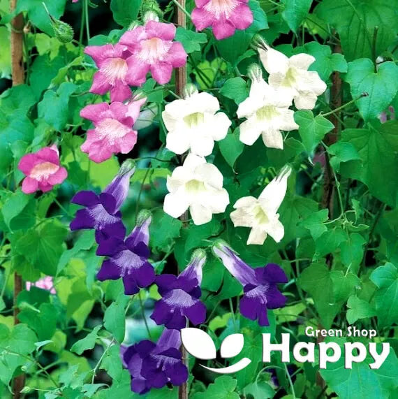 Climbing Snapdragon mix - 10 seeds (Asarina scandens)