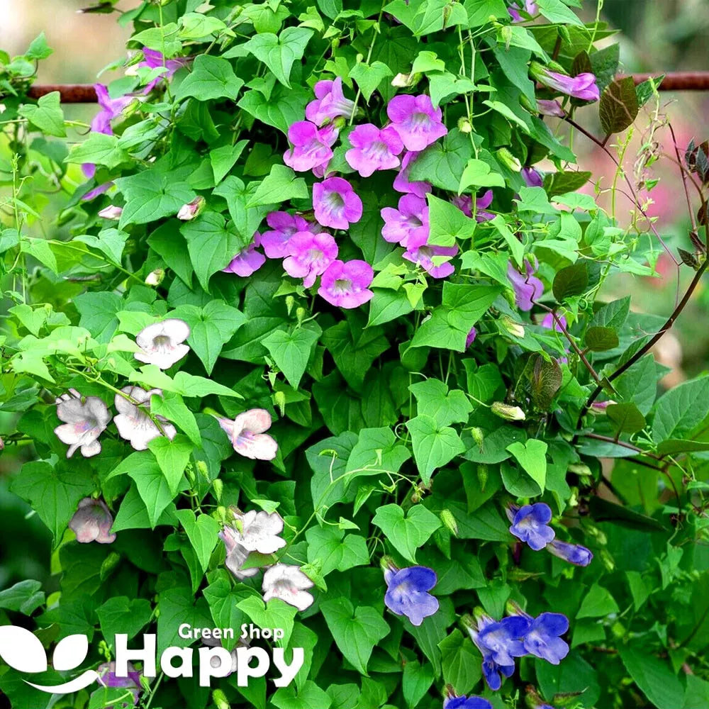 Climbing Snapdragon mix - 10 seeds (Asarina scandens)