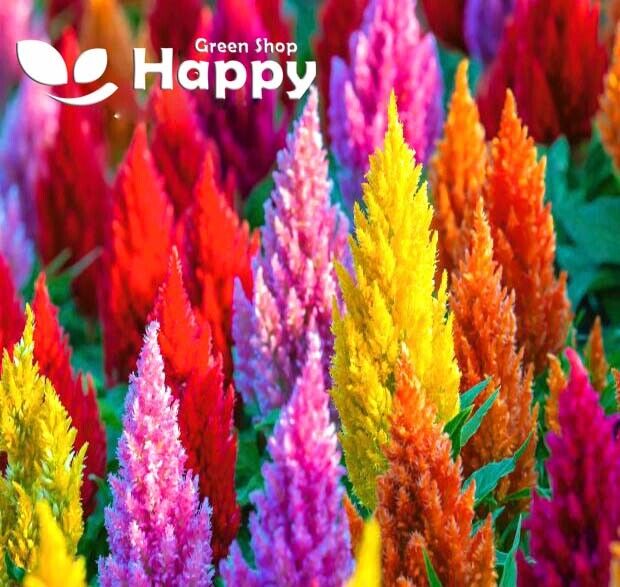 Celosia Giant mix - 900 seeds (Celosia plumosa)